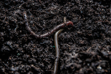 worms on the ground