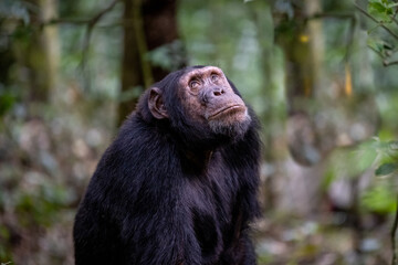 Chimpanzee Portrait, Kibale National Forest, Uganda, Africa