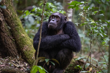 Chimpanzee sitting in forest, Kibale National Forest, Uganda, Africa