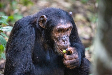 Chimpanzee eating, Kibale National Forest, Uganda, Africa
