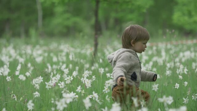 Baby child running from mothers arm in blossom white daffodils field, feel free, realese, , enjoy, liberty and responsability