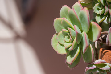 Close-up of the flower of an echeveria elegans.