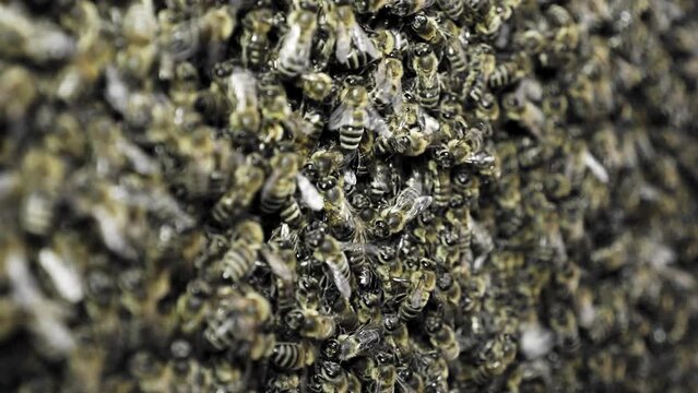 Natural swarming of bees in the apiary. swarm of honey bees. Concept of apiculture, collective work.