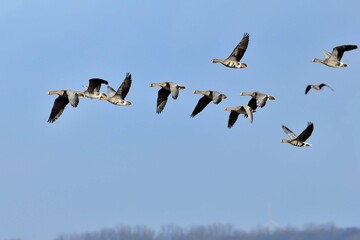Ein Schwarm Blässgänse (Anser albifrons) fiegt vor blauem Himmel.