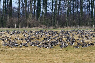 Ein Schwarm Blässgänse (Anser albifrons) grast auf einer Wiese.