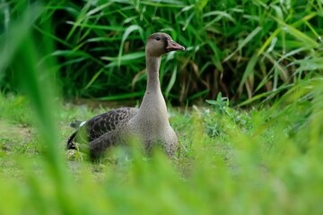 Eine junge Blässgäns (Anser albifrons) auf der Wiese.