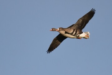 Zwei Blässgänse (Anser albifrons) fiegen vor blauem Himmel.