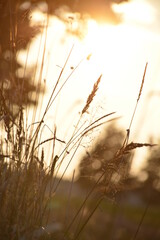 warm Sonne Abend Gras Sträucher warmes Licht Gegenlicht Bokeh