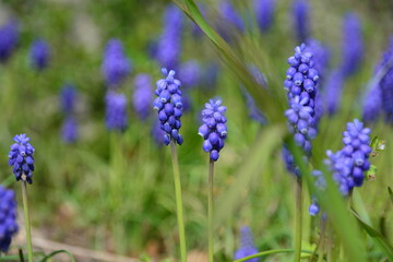 Sommer Frühling BLume Blühen