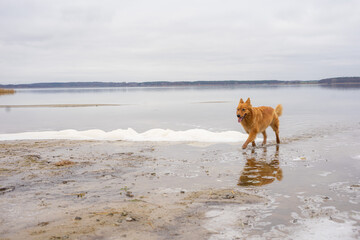 Harzer Fuchs Hund niedlich rotes Fell  rennen wasser strand meer fluss teich see