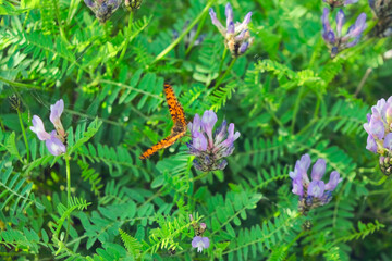Argynnis paphia. Beautiful Argynnis paphia butterfly in sunlight in herb garden.