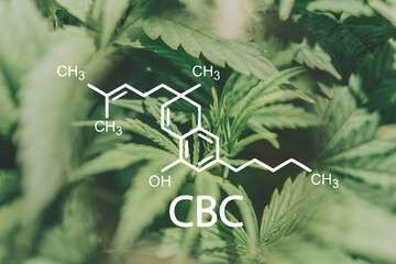 CBC Cannabis oil Marijuana plant Herbal