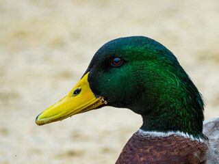 Close-up of male mallard duck