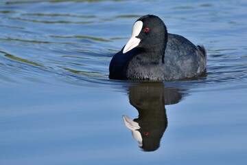 Ein schwimmendes Blässhuhn (Fulica atra) mit Spiegelung auf dem Wasser.