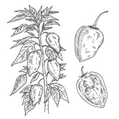 Branch of habanero plant with leaf and pepper. Vintage engraving