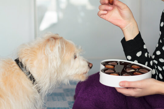 Woman eating valentines chocolate on bed and dog sniffing the box