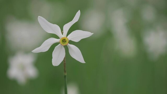 One isolated close-up of wild white daffodil (Narcissus) flower
