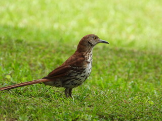 Brown Thrasher
