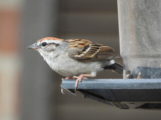 Carolina Wren 