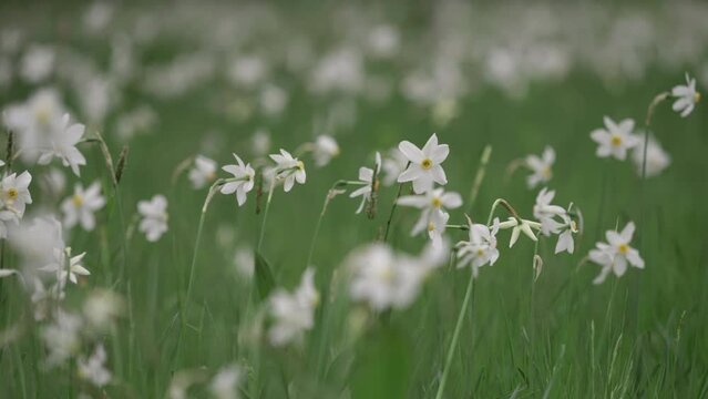 Many white daffodil (Narcissus sp) flowers blooming in the wild meadow