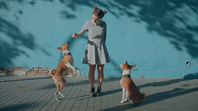 Cute pretty woman in dress on simple blue background stand on street with two pet basenji dogs on leash. Young woman smile and laugh, enjoy spring sun with two smart dogs do tricks and jump for treats
