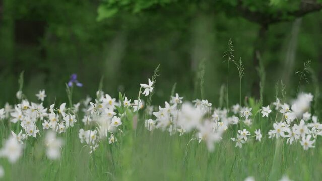 A variety of wild white daffodils (Narcissus sp) blooming in the meadow of Vad Reserve, Romania