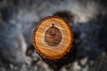 Fototapeta premium Log cut with an axe. lumbering is a very common industry all over the world. Illegal logging is a widespread problem all over the world.