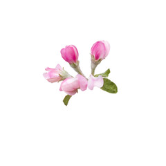 Apple flower buds on an isolated white background