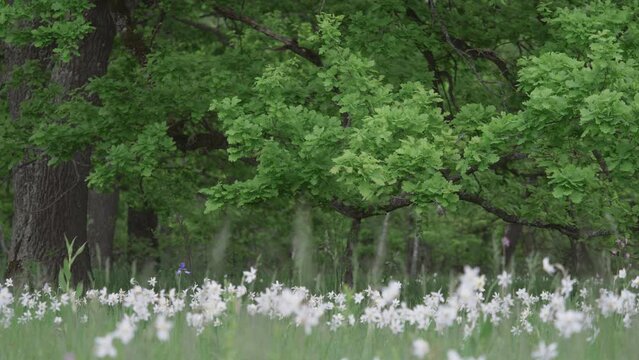 Wild daffodils (Narcissus) white flowers blooming in the oak woods of Vad, Romania