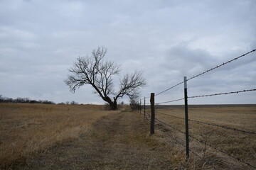 Obraz premium Fence Row in a Farm Field