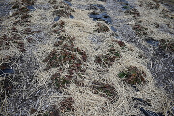Straw Bedding in a Strawberry Garden