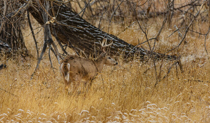 A white tail buck in the wilderness during winter in Colorado. 