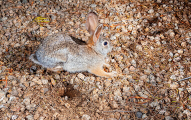 Desert Cottonail