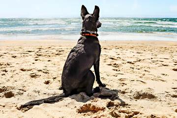German Shepherd at the Beach