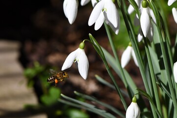 Wczesnowiosenna pszczoła miodna (Apis mellifera) podlatująca do kwiatu przebiśniegu śnieżyczka...