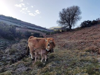 Ternera mamando de una vaca