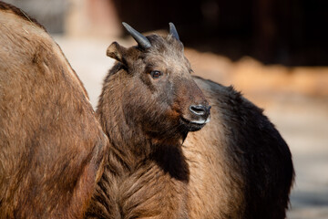 Fototapeta premium Face portrait of young Mishmi Takin (Budorcas taxicolor taxicolor)