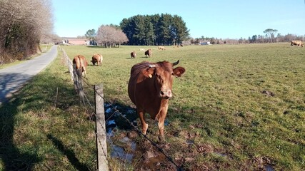 Vacas en un prado de Galicia