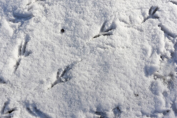 Fototapeta na wymiar Birds tracks on white snow in winter. Crow's footprints on snowy background. Wildlife research, ornithology. Save nature