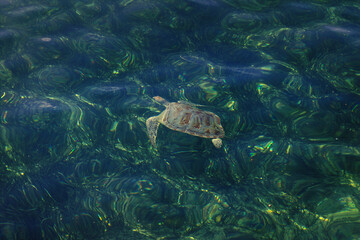 Sea turtle swimming in the beautiful clear water.