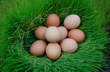 Closeup of chicken eggs lying in a nest of green grass