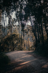 Obraz premium Caminhos de Sintra