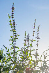 amanecer con hojas verdes y flores violetas rodeadas por un cielo celeste - Parietaria officinalis