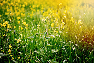 Mustard Field 2