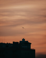 Seagull at sunset (Carcavelos)
