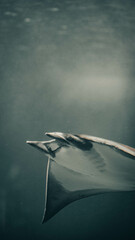 Raias @ Oceanário de Lisboa