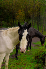 black and white horse