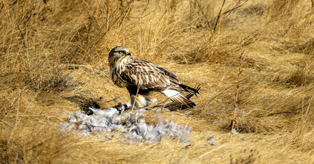 A Rough Legged Hawk eating on a goose during a wintery day in Colorado. 