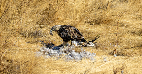 A Rough Legged Hawk eating on a goose during a wintery day in Colorado. 