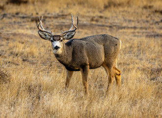 A large white tail buck standing in a meadow in Colorado looking at the camera. 